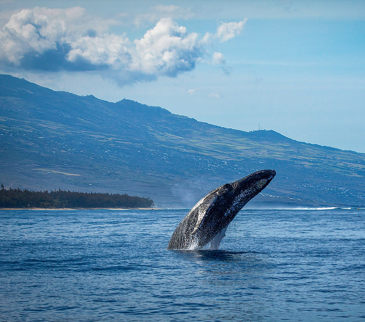 Baleine qui sort de l'eau