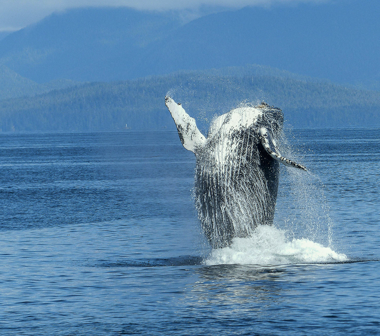 Baleine qui sort de l'eau