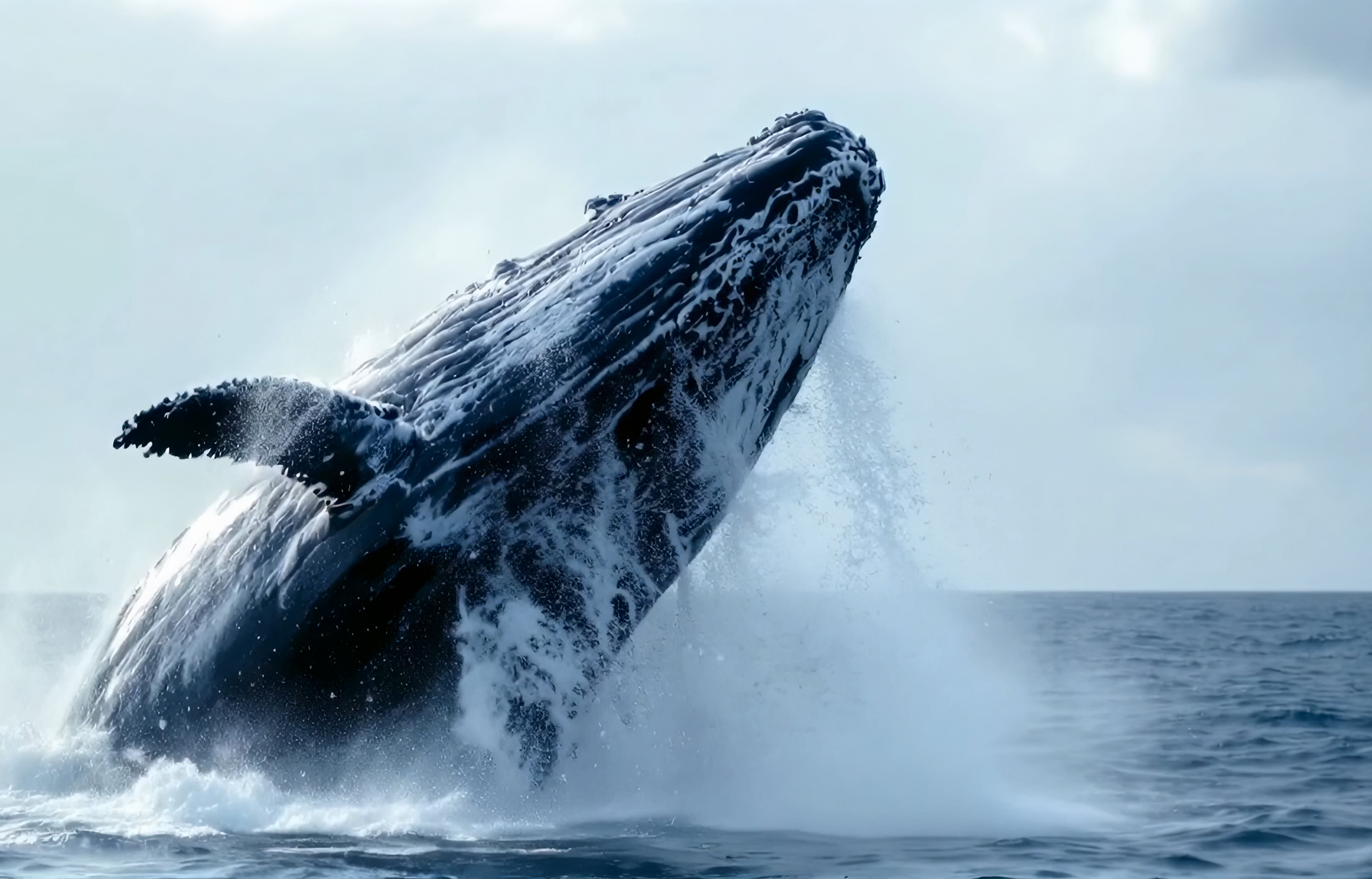 Spectacle de musique